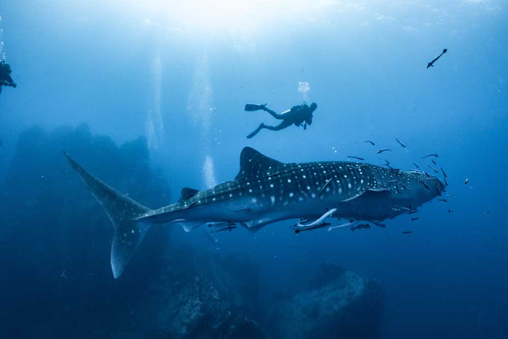 Diving with Ari Atoll Liveaboard and Dive Resorts in Maldives