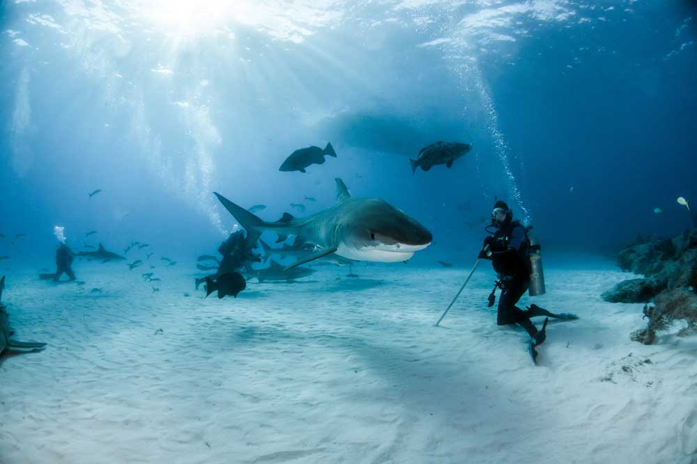 Diving with Bahamas Liveaboards and Dive Resorts