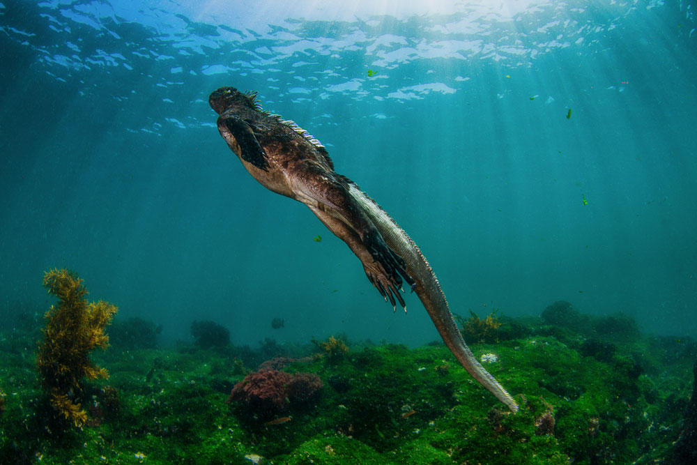 cabo douglas liveaboard and resorts in galapagos