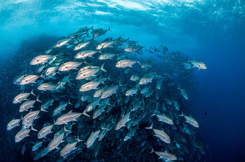 cocos island liveaboard costa rica