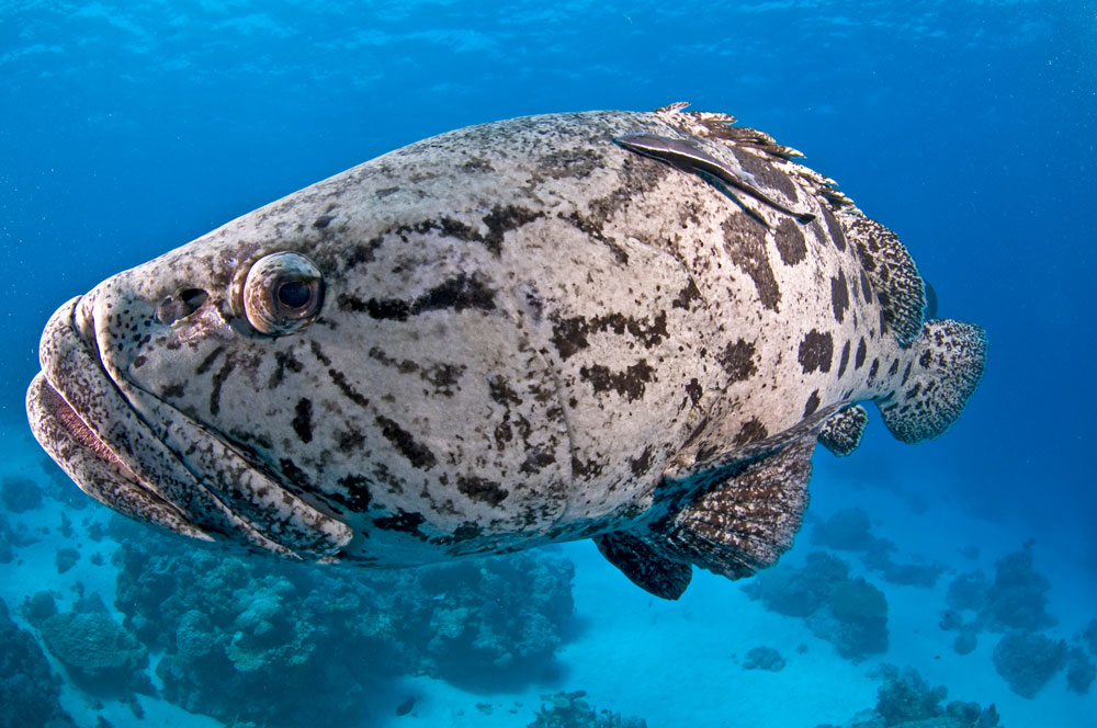 cod hole liveaboard in australia