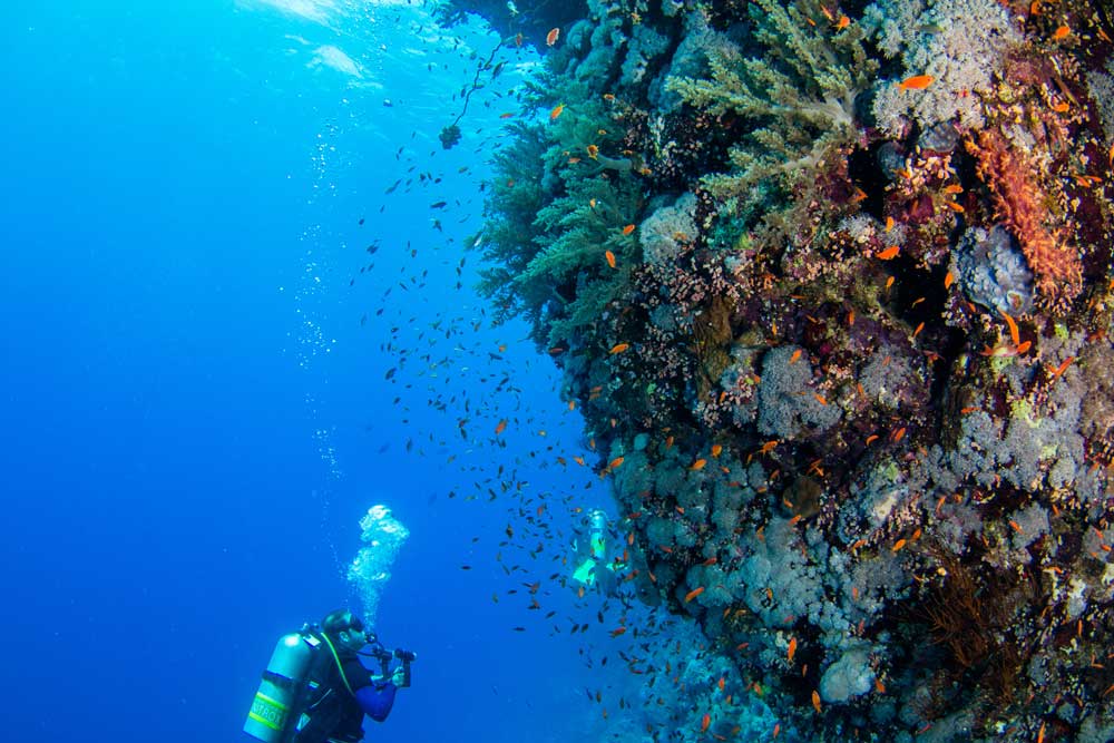 elphinstone liveaboard in egypt