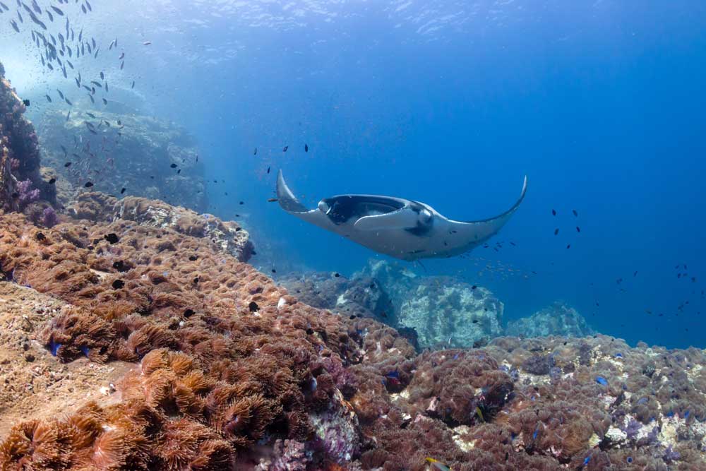 Dive Into Komodo Liveaboards & Dive Resorts