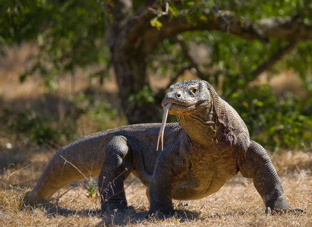 Komodo National Park, Indonesia