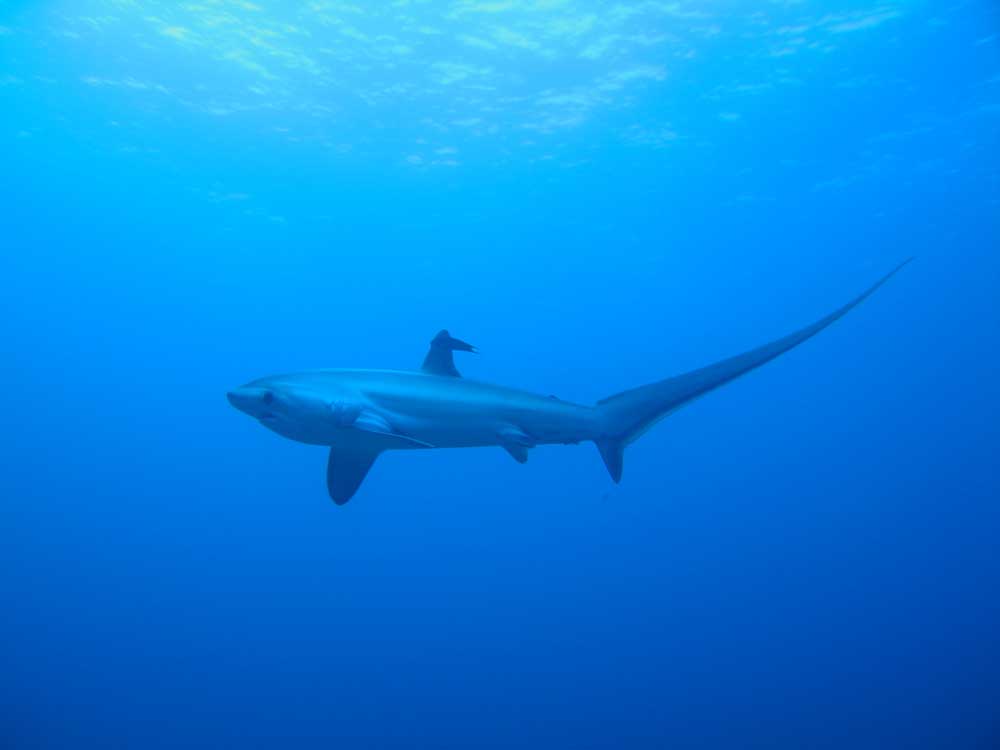 Diving Experience with Malapascua Liveaboard, Philippine - Dive Resort