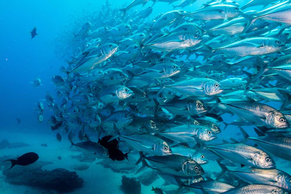 Diving Experience with Mexico Liveaboard, Dive Resorts