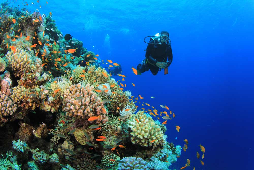 Diving Experience with Philippines Liveaboard, Dive Resorts