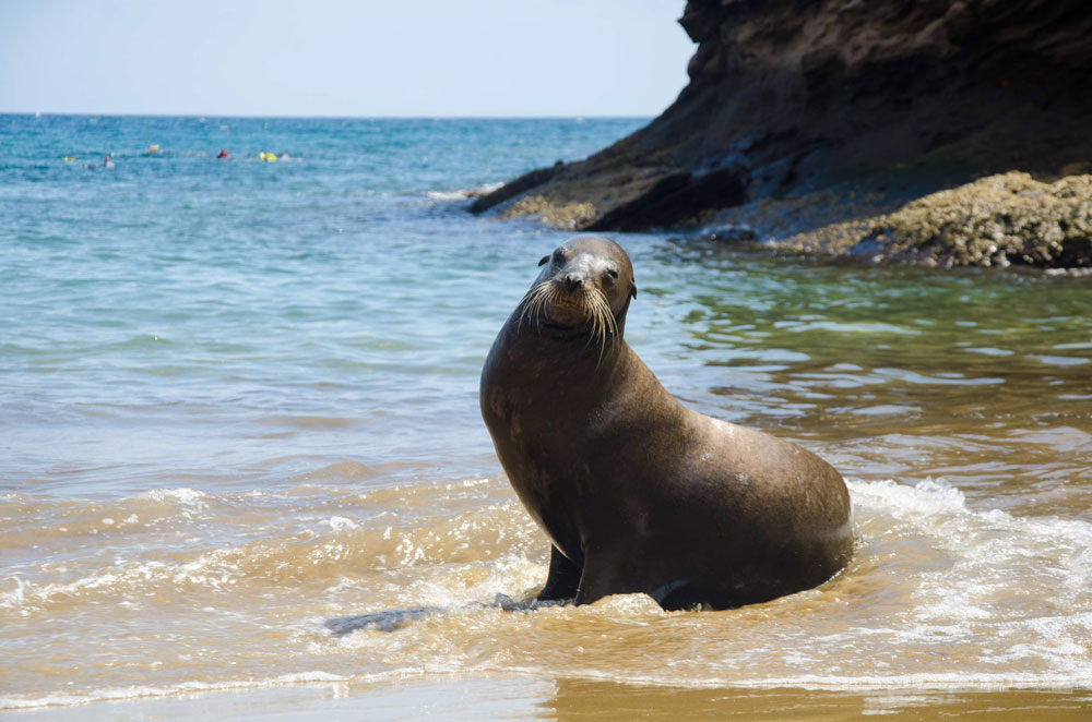 Diving Experience with Punta Carrion Liveaboard, Dive Resorts