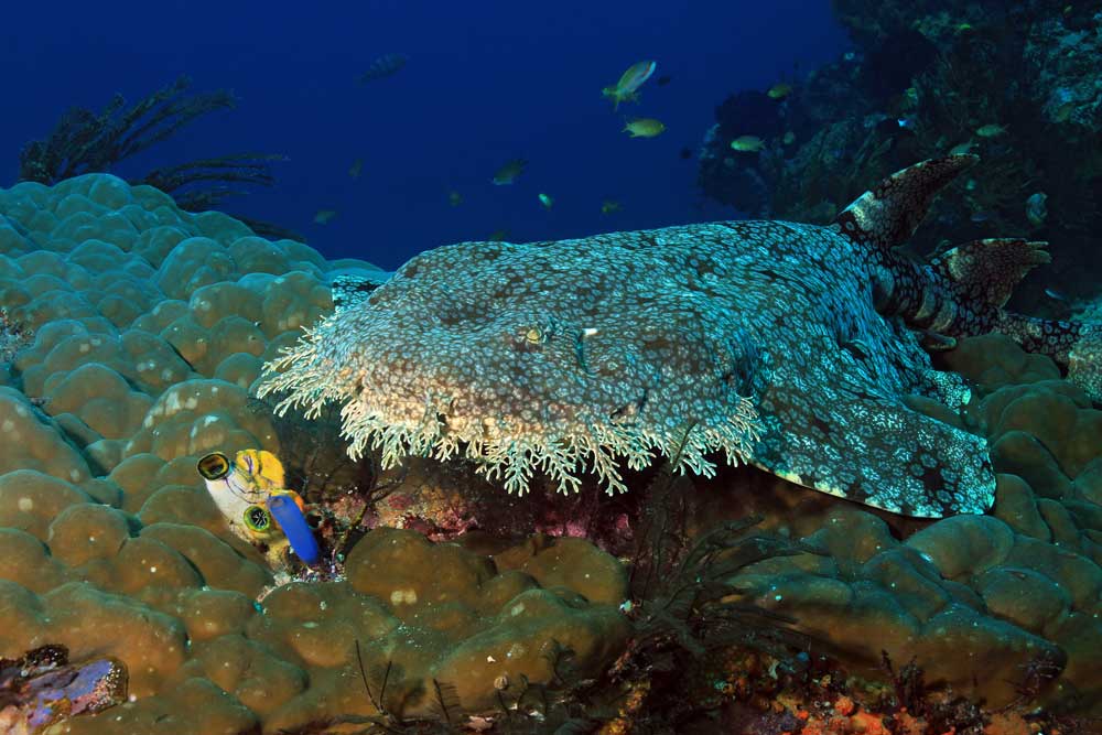 Diving Experience with Raja Ampat Liveaboard, Dive Resorts in Indonesia