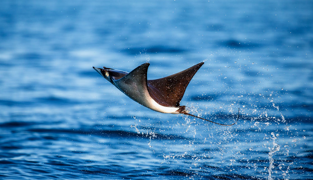 Diving Experience with Sea of Cortez Liveaboard, Dive Resorts in Mexico