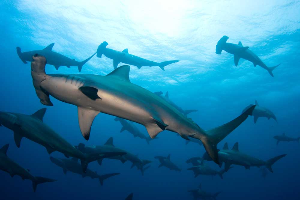 diving with wolf island liveaboard and dive resorts in galapagos